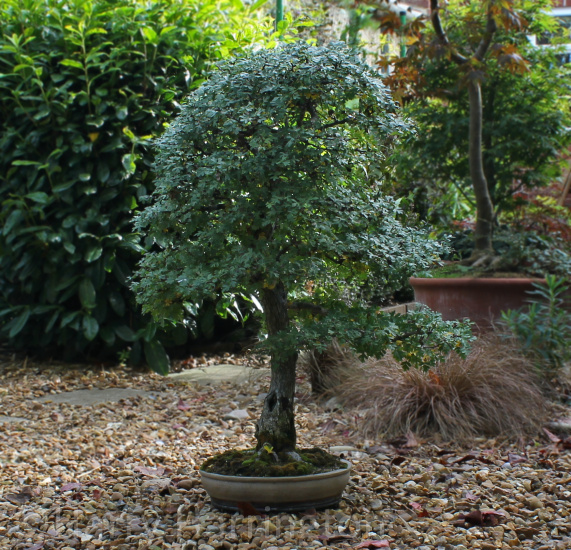 hawthorn bonsai